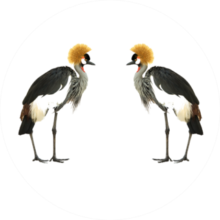 Grey Crowned Crane Isolated On White Sticker