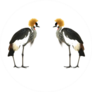 Grey Crowned Crane Isolated On White Sticker
