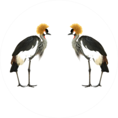 Grey Crowned Crane Isolated On White Sticker