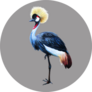 Grey Crowned Crane On Gray Background Sticker