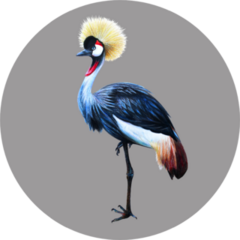 Grey Crowned Crane On Gray Background Sticker