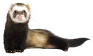 Grey Ferret In Full Growth Lies Down Sticker