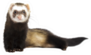 Grey Ferret In Full Growth Lies Down Sticker