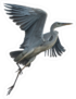 Grey Heron Crane Flying Isolated On White Background Sticker