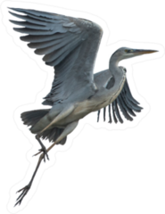Grey Heron Crane Flying Isolated On White Background Sticker