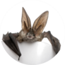 Grey Long-eared Bat Resting Sticker