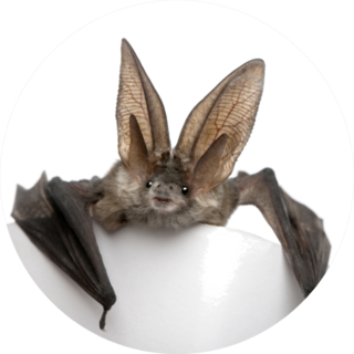Grey Long-eared Bat Resting Sticker