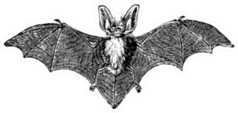 Grey Long-eared Bat Vintage Engraved Illustration Sticker