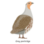 Grey Partridge Sticker