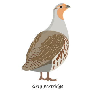 Grey Partridge Sticker