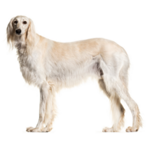 Grey Saluki Stands Sticker