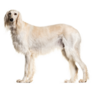 Grey Saluki Stands Sticker