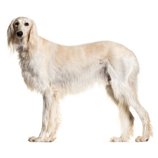 Grey Saluki Stands Sticker