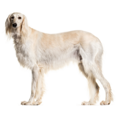 Grey Saluki Stands Sticker
