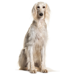 Grey Saluki Sticker