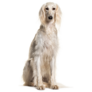 Grey Saluki Sticker