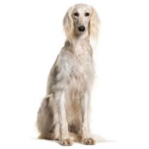 Grey Saluki Sticker