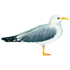 Grey Seagull Portrait Sticker