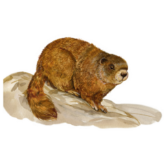 Groundhog Watercolor Hand Painting Sticker