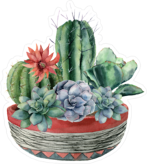 Group of Cacti and Succulents in Decorative Pot Sticker