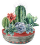 Group of Cacti and Succulents in Decorative Pot Sticker