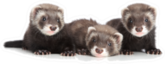 Group Of Ferret Puppies Lying Down Sticker