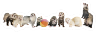 Group Of Ferrets In Front Of White Background Sticker