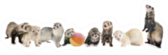 Group Of Ferrets In Front Of White Background Sticker