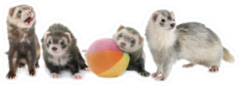 Group Of Ferrets With Ball Sticker