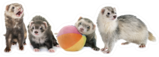 Group Of Ferrets With Ball Sticker