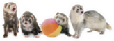 Group Of Ferrets With Ball Sticker