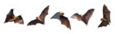 Group of Flying Bats Sticker
