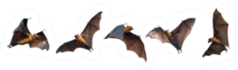 Group of Flying Bats Sticker