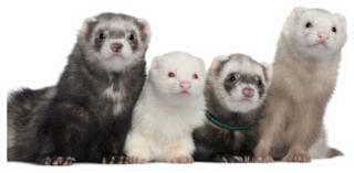 Group Of Four Ferrets Sticker