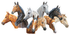 Group of Horses Portrait Painting Sticker