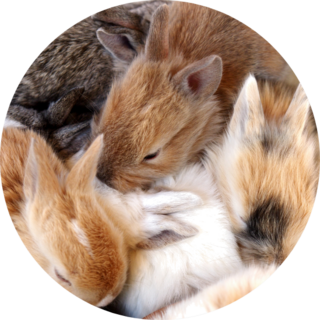 Group Of Little Easter Bunny Rabbits Sticker