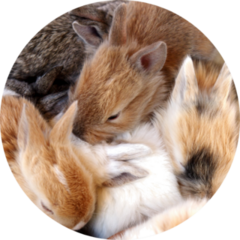 Group Of Little Easter Bunny Rabbits Sticker