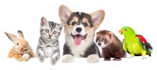 Group Of Pets Together, Ferret Sticker