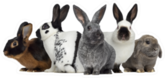 Group Of Rabbits, Isolated On White Sticker