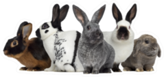 Group Of Rabbits, Isolated On White Sticker