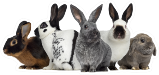 Group Of Rabbits, Isolated On White Sticker