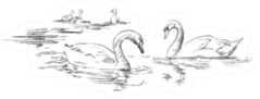 Group Of Swans Swimming In Water Realistic Sticker