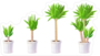 Growth of Yucca Tree in Pots Sticker