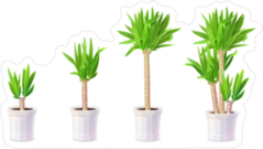 Growth of Yucca Tree in Pots Sticker