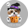 Halloween Shih Tzu Sticker