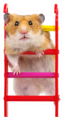 Hamster On The Toy Stairs Sticker
