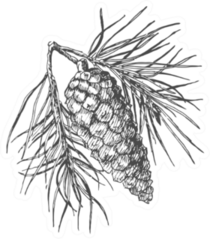 Hand Drawing Pine Cone On The Tree Sticker