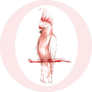 Hand-drawing Pink Cockatoo Sitting On The Branch Sticker