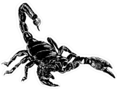 Hand Drawing Scorpion Sticker