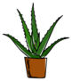 Hand Drawn Aloe Vera In A Pot Sticker
